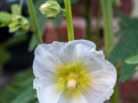 Weiße Stockrosen Blüte mit gelbem Kern